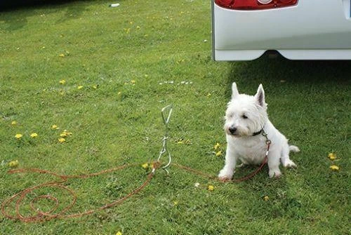 Leisurewize Camping & Outdoor Screw In Ground Dog Anchor Stake With Tether Lead 2 Leisurewize Camping & Outdoor Screw In Ground Dog Anchor Stake With Tether Lead - Image 2